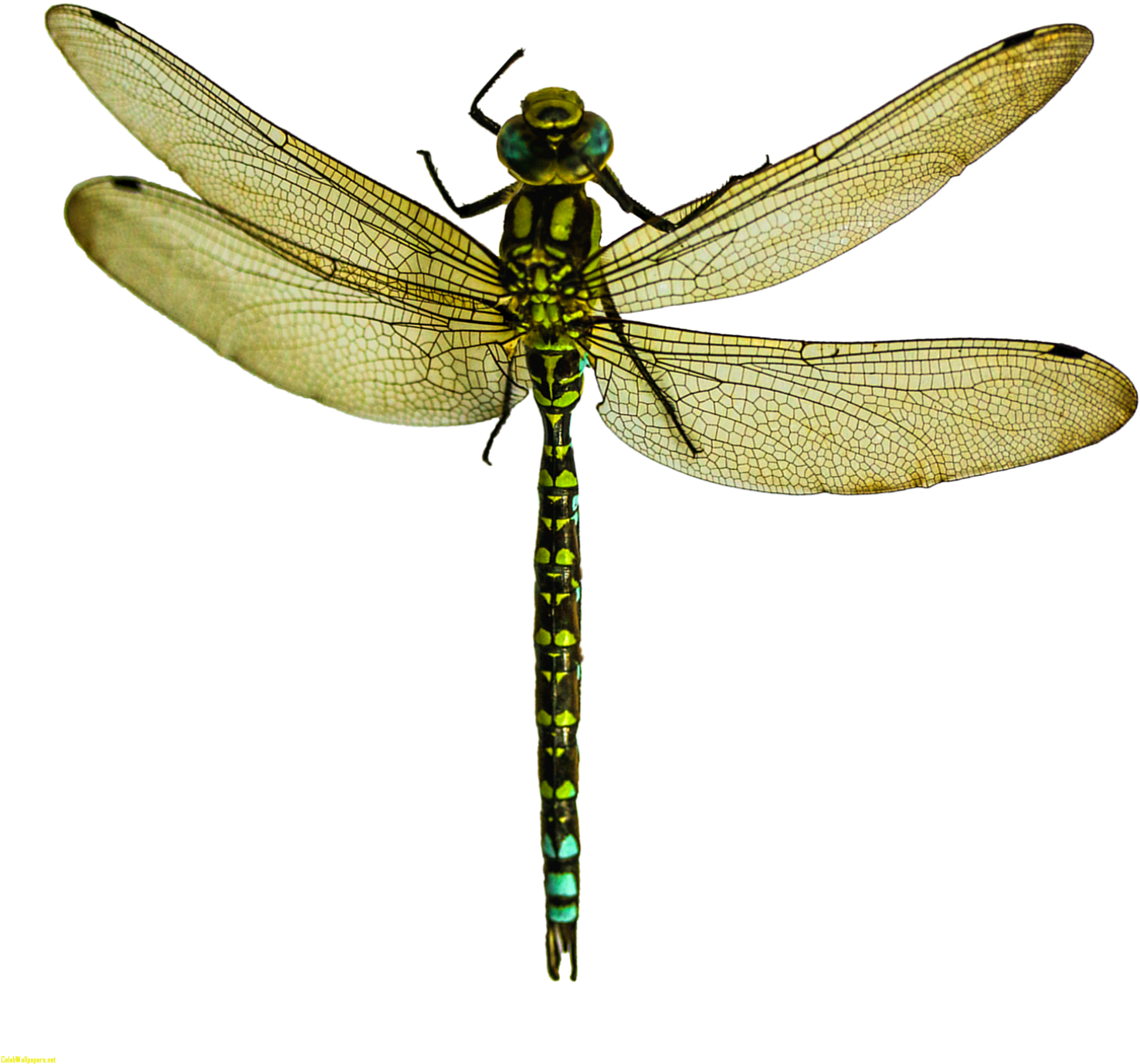 Dragonfly Transparent Dragon Fly - Dragonfly Png Clipart (1600x1455), Png Download