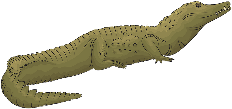 Nile Crocodile Clipart - American Crocodile - Png Download (800x542), Png Download