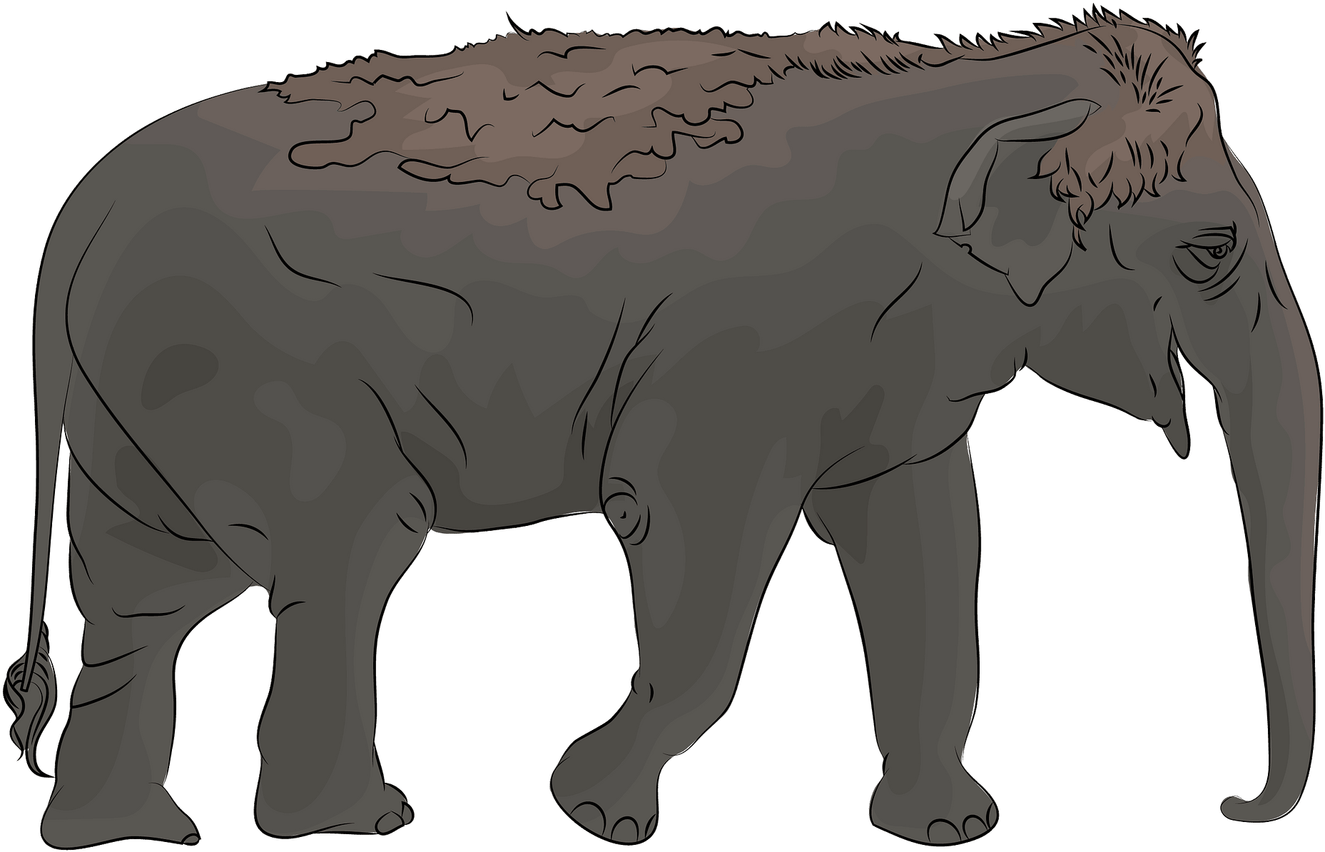 Indian Elephant Clipart (1920x1444), Png Download