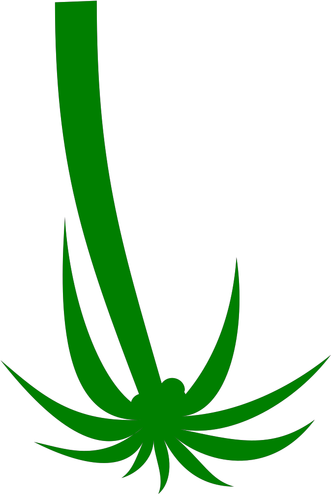 Palm Tree Clip Art - Png Download (1600x1600), Png Download