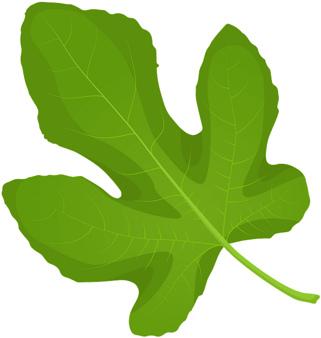 Common Fig Spring Leaf Clipart - Maple Leaf - Png Download (800x800), Png Download