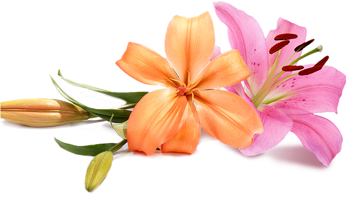 Wedding Flowers Png - Peach Wedding Flower Png Clipart (700x460), Png Download