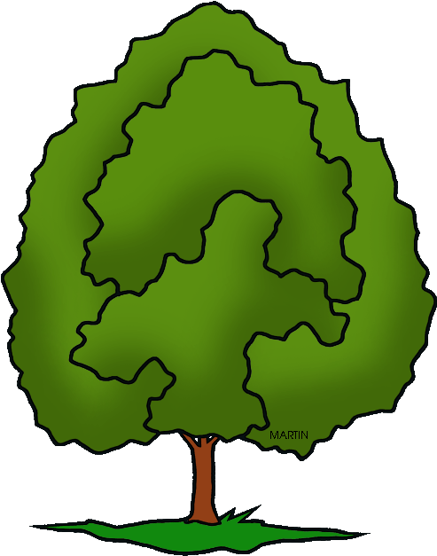 Oak Clipart Tree Animation - Phillip Martin Clipart Tree - Png Download (527x648), Png Download
