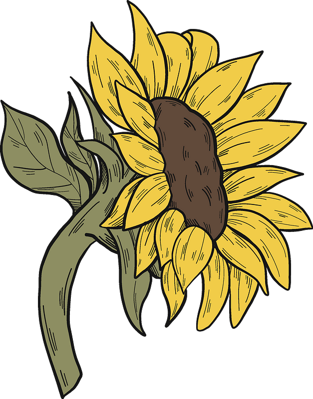 Sunflower Clipart - Sunflower - Png Download (627x800), Png Download
