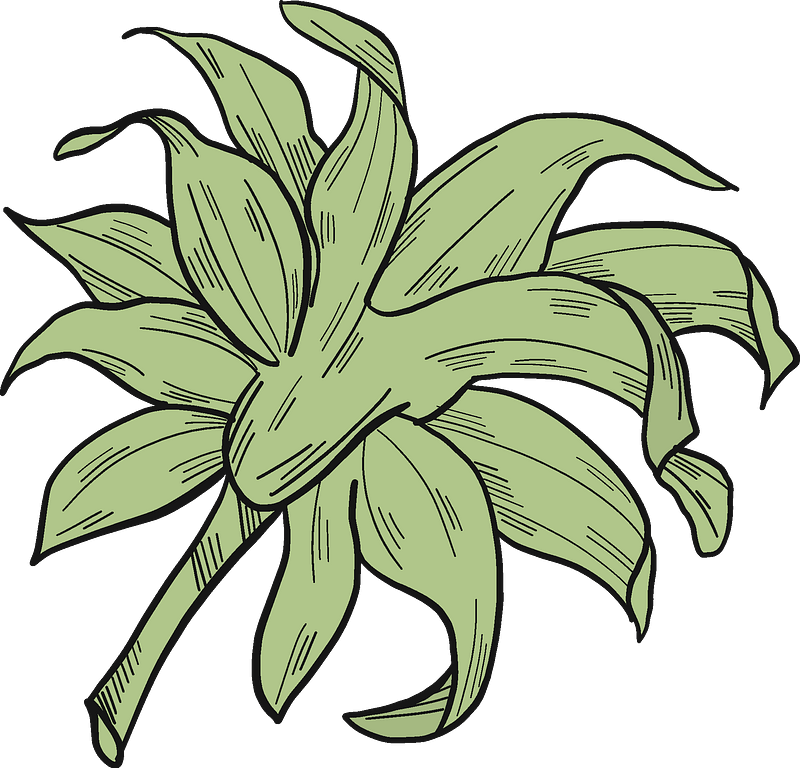 Lily Family Clipart (800x768), Png Download