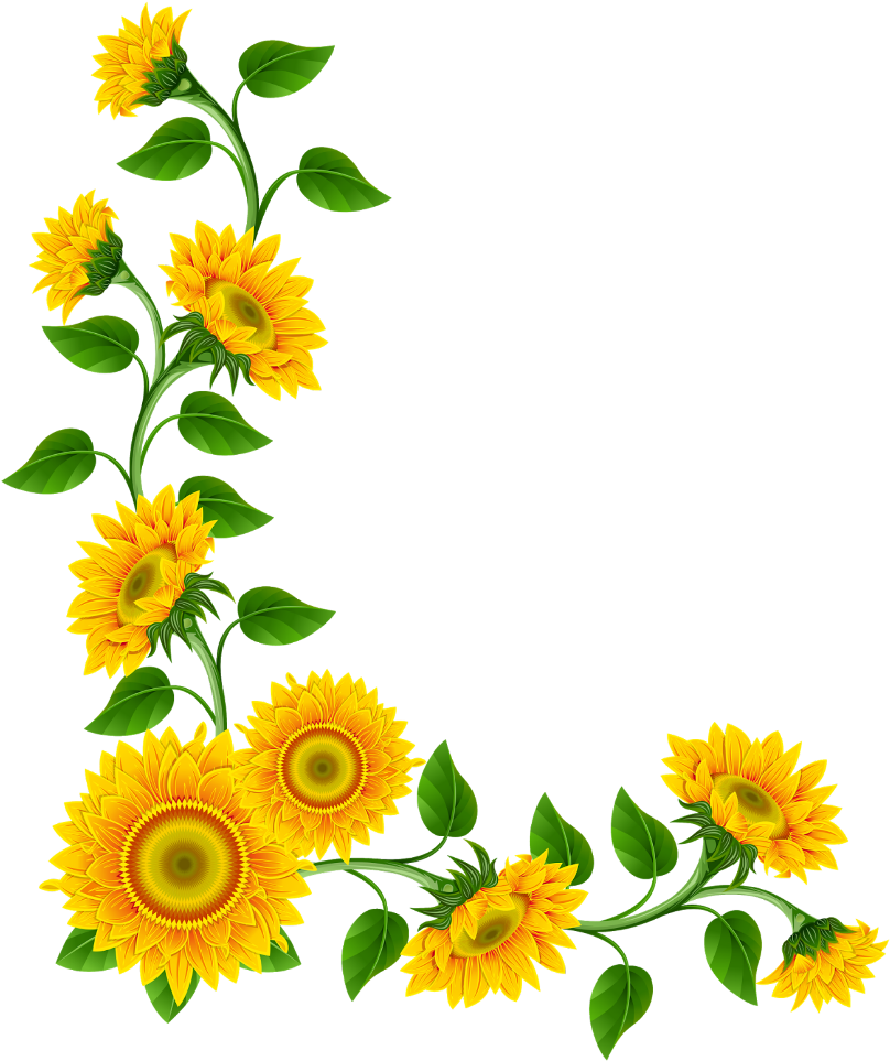 #mq #yellow #flowers #flower #garden #nature - Sunflower Border Clipart - Png Download (1024x1024), Png Download
