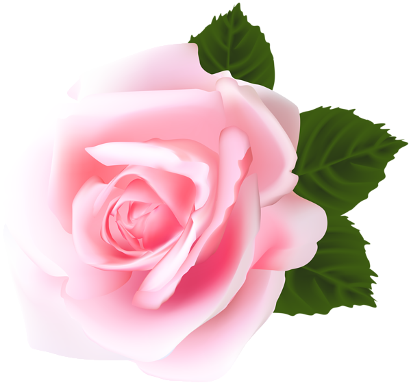Rose Rose Flower Png Clipart (600x562), Png Download