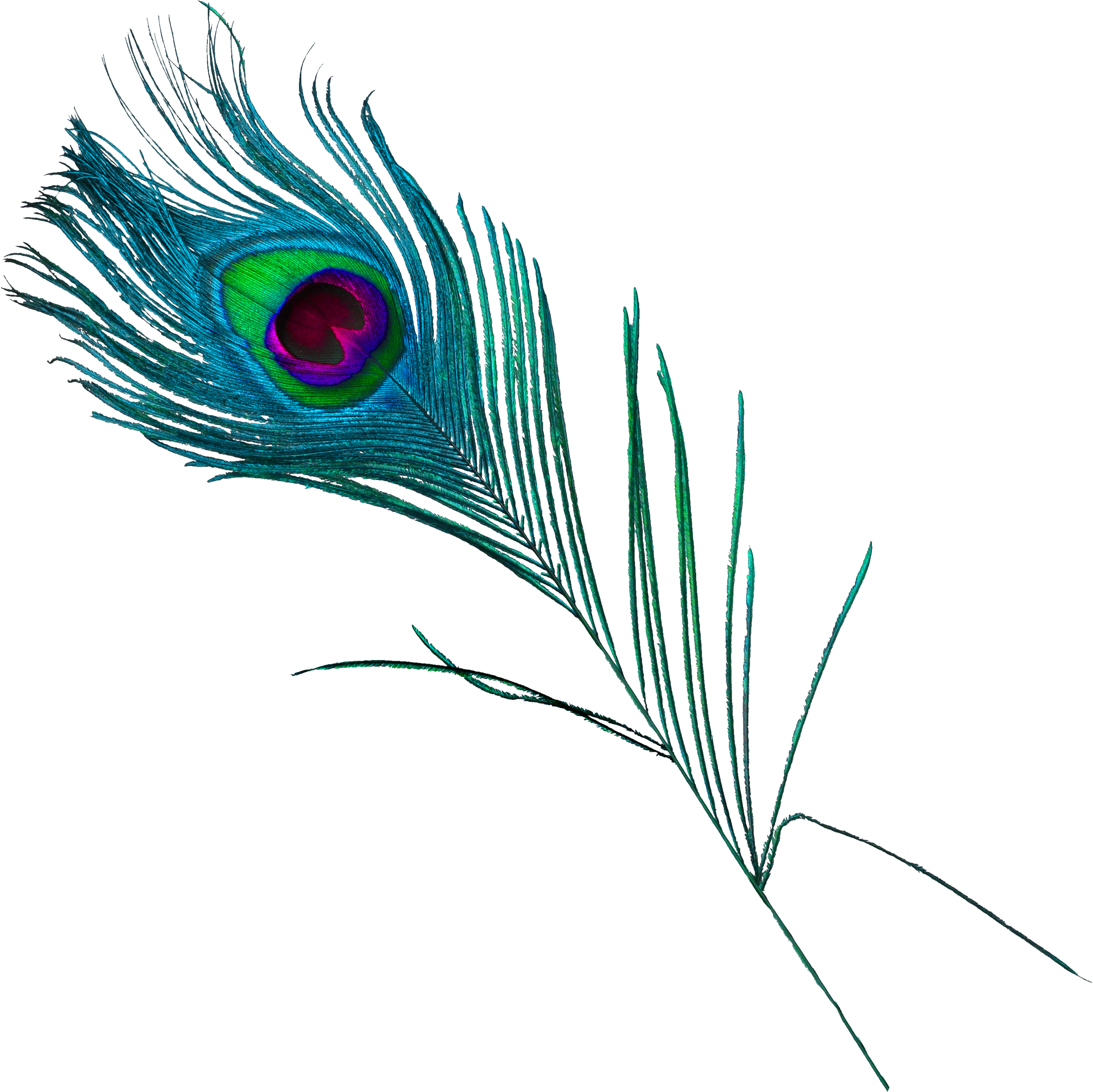 Feather Peafowl Clipart (2681x2680), Png Download