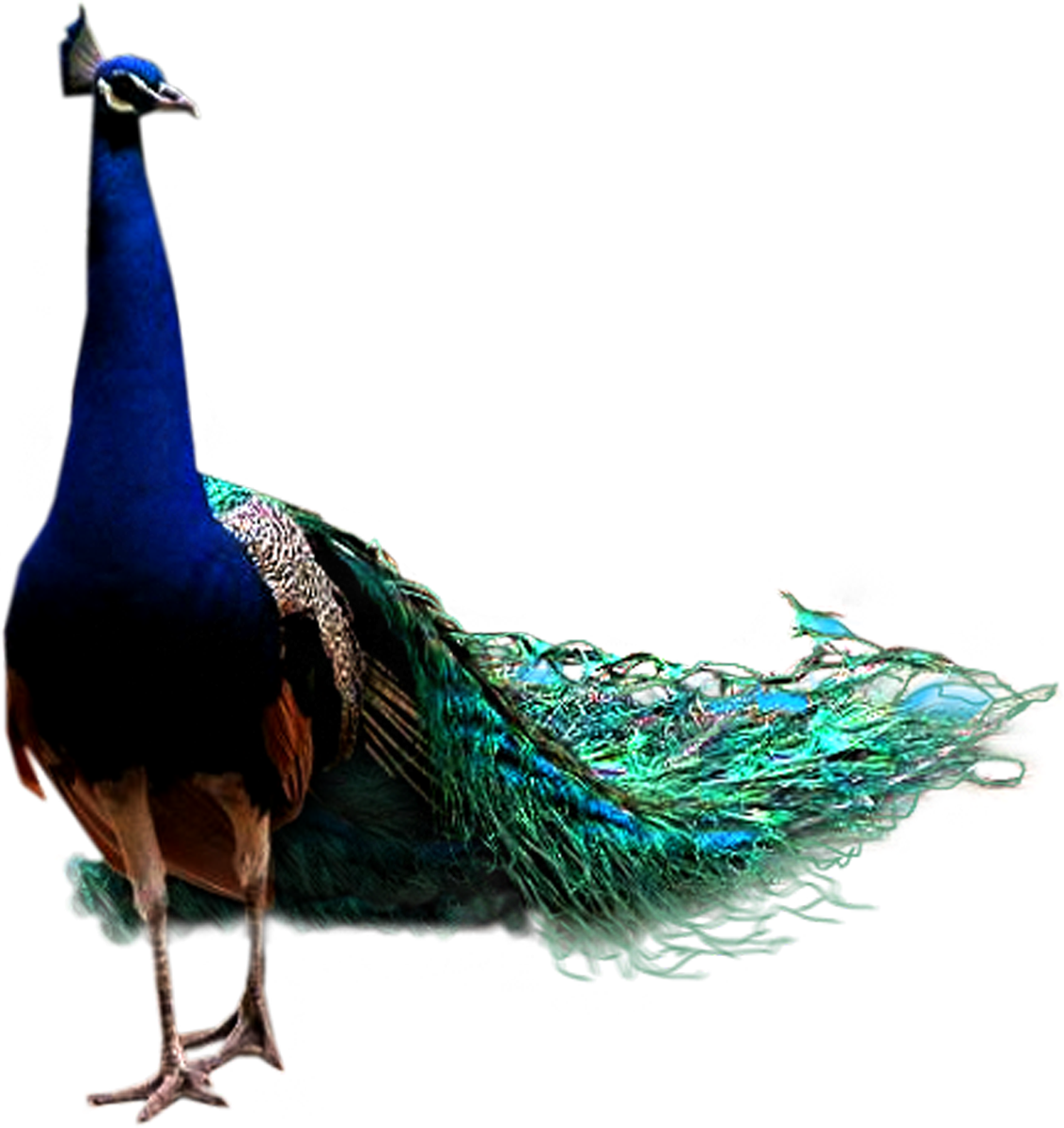 Peacock Png Clipart (1132x1200), Png Download