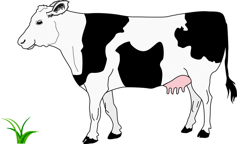 Cow Clipart Black And White - Png Download (960x585), Png Download