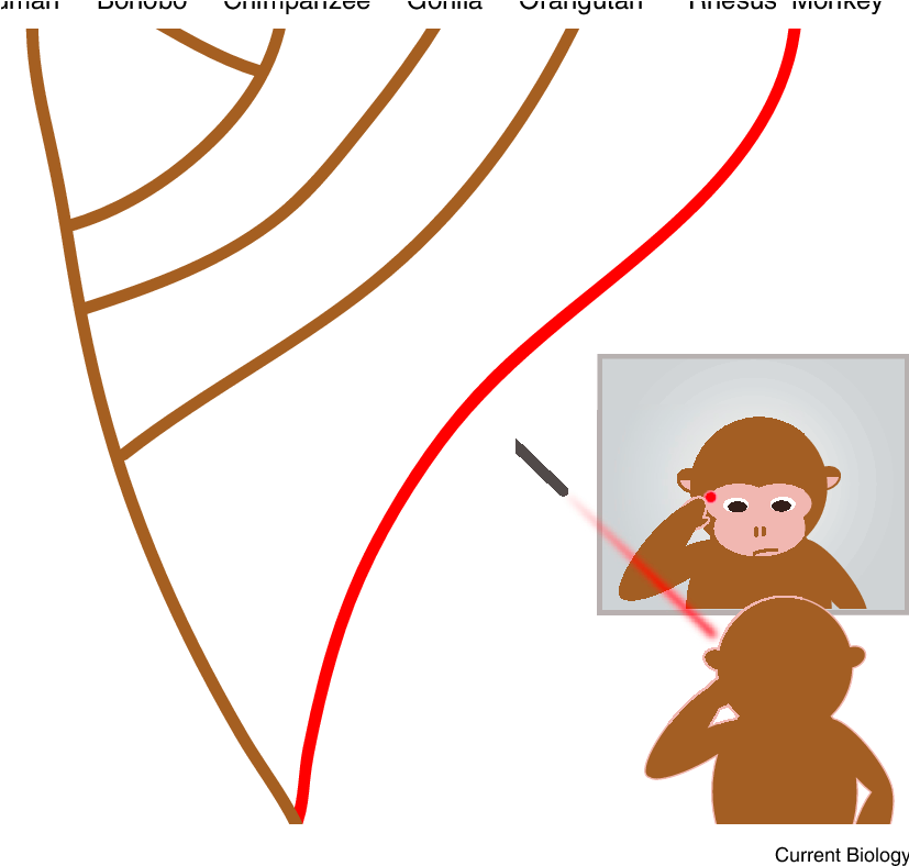 Used A Mildly Irritating Red Laser In Combination With - Monkey Clipart (826x809), Png Download