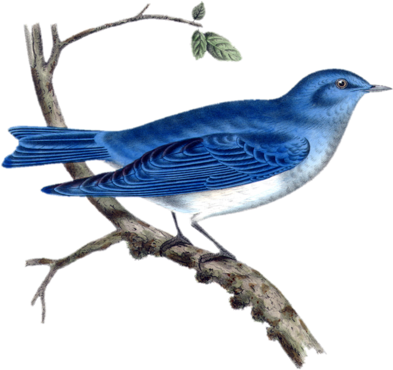 Tweet - Vintage Bird Illustration Public Domain Clipart (800x747), Png Download