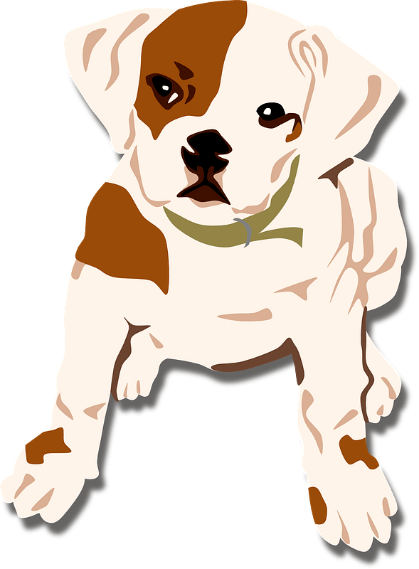 Bulldog Puppy Clipart - Puppy - Png Download (589x800), Png Download