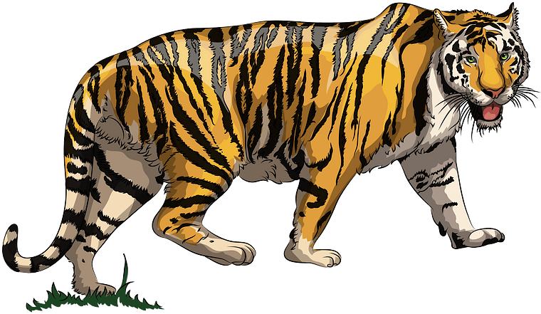 Tiger Clipart - Png Download (800x527), Png Download