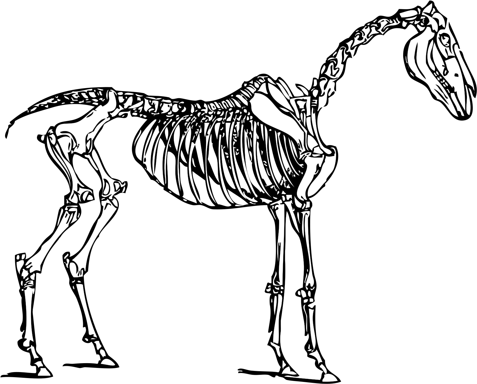 Horse Skeleton Clipart - Png Download (1600x1600), Png Download