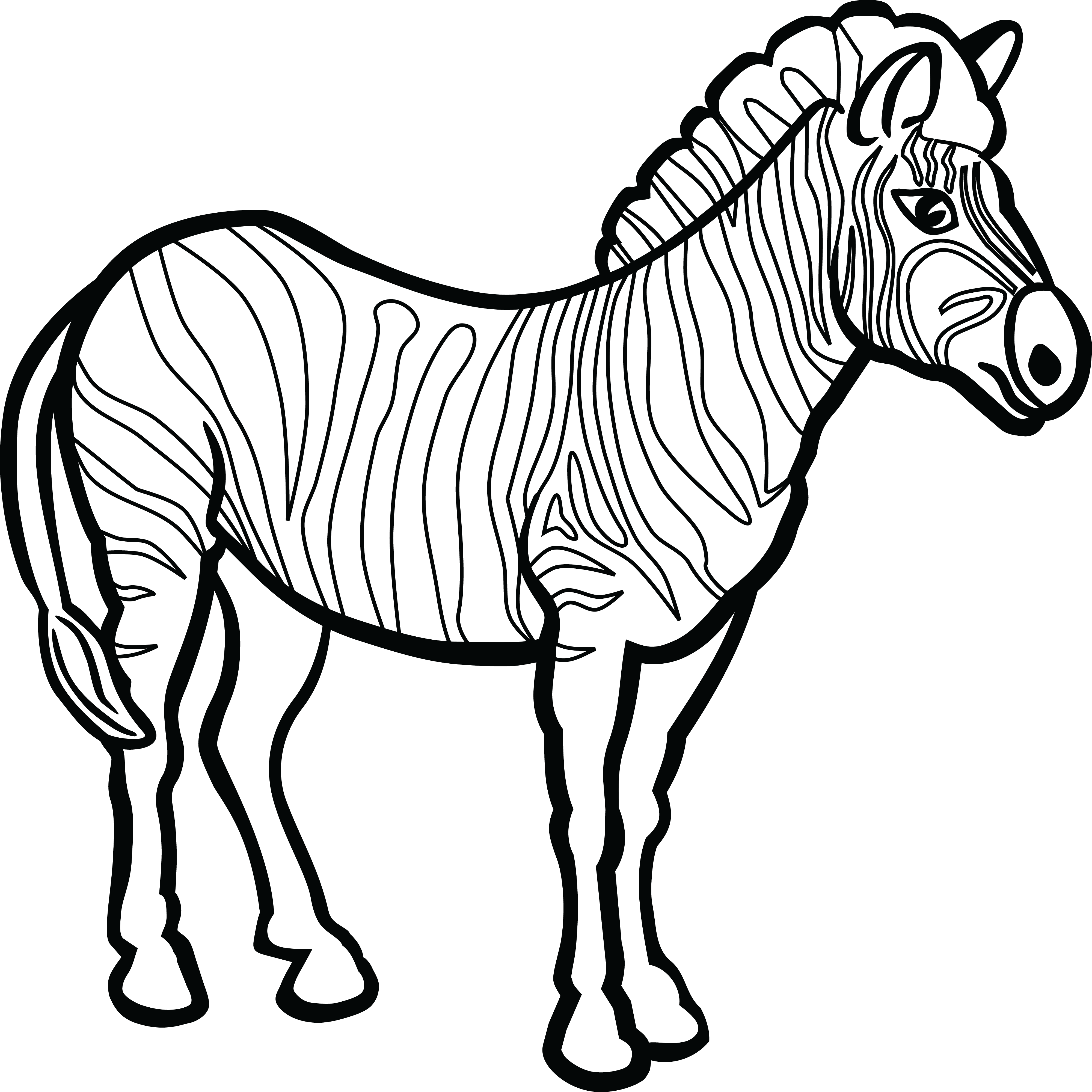 Black And White Zebra Clipart Png Download Full Size Clipart