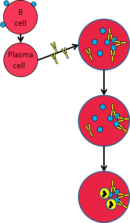 Clip Art - Png Download (452x778), Png Download