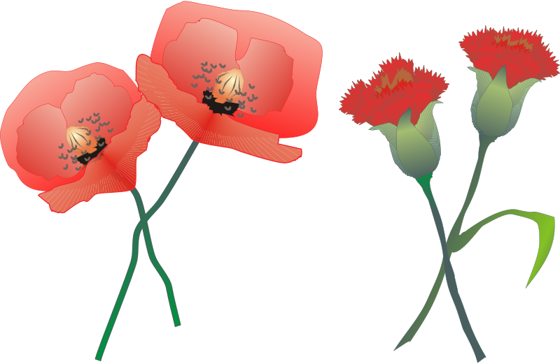 Claveles - Claveles .png Clipart (800x521), Png Download