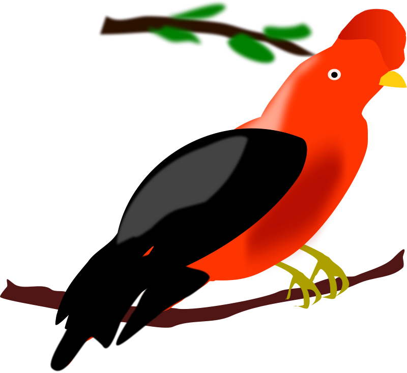 Archaeologist Clip Art - Andean Cock Of The Rock Clipart - Png Download (800x734), Png Download