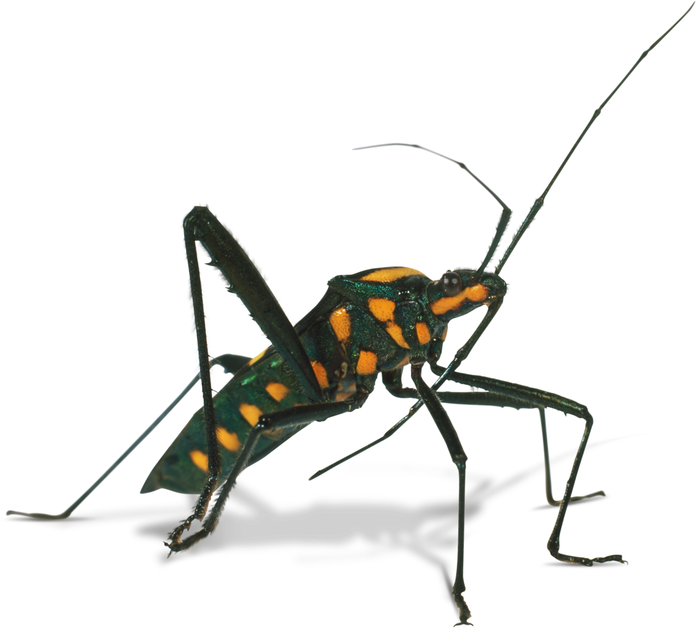 Cricket Clipart Invertebrate, Cricket Invertebrate - Assassin Bug Png Transparent Png (1440x1272), Png Download