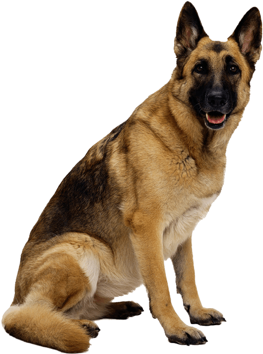 Dog Transparent Png - German Shepherd Dog Png Clipart (800x800), Png Download