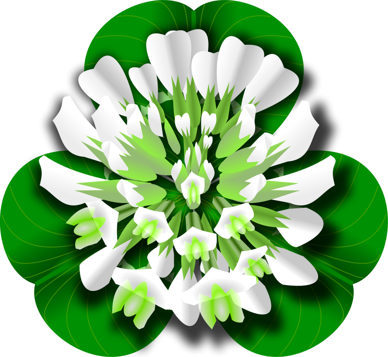 White Clover Flower - White Clover Clipart - Png Download (800x735), Png Download