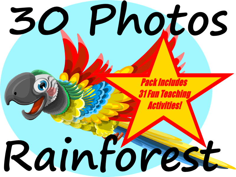 30 Photos Of The Amazon Rainforest 31 Fun Teaching - Amazon Rainforest Animals Clip Art - Png Download (800x600), Png Download