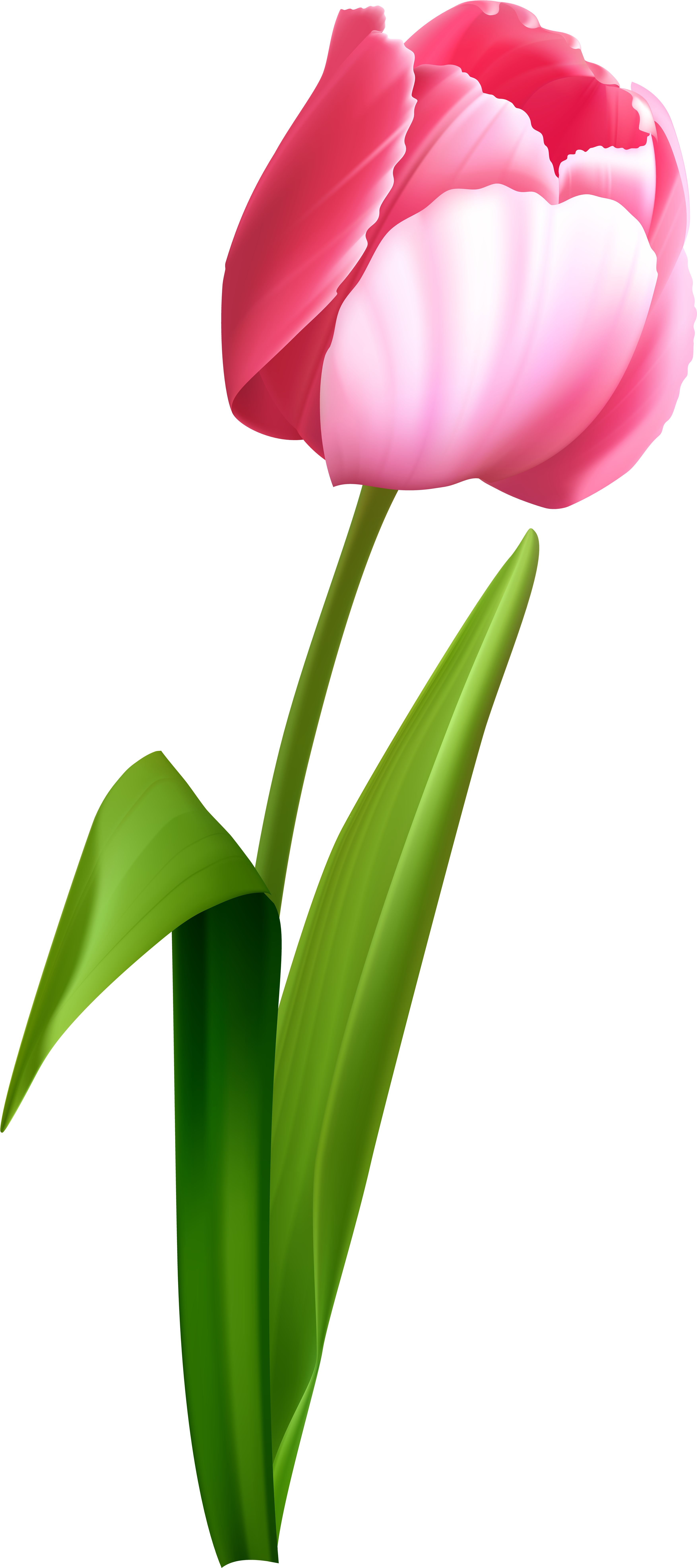 Tulip Clipart Rainforest - Transparent Background Tulips Clipart - Png Download (3657x8000), Png Download