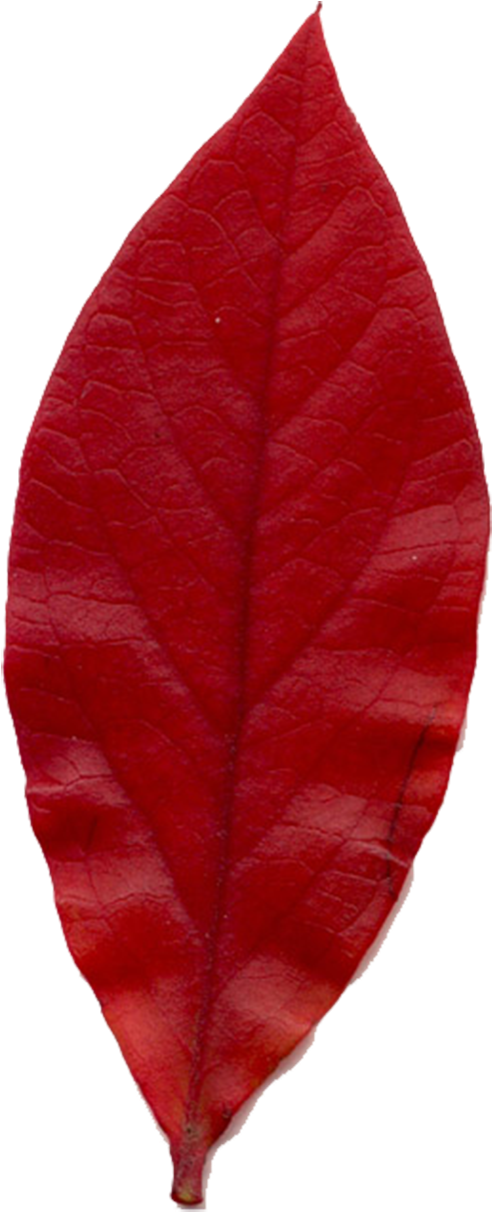 Smooth Sumac Clipart (700x1419), Png Download