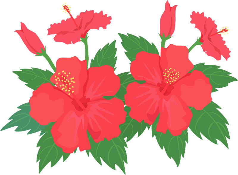 Hibiscus Flower Clipart - Hawaiian Hibiscus - Png Download (800x587), Png Download
