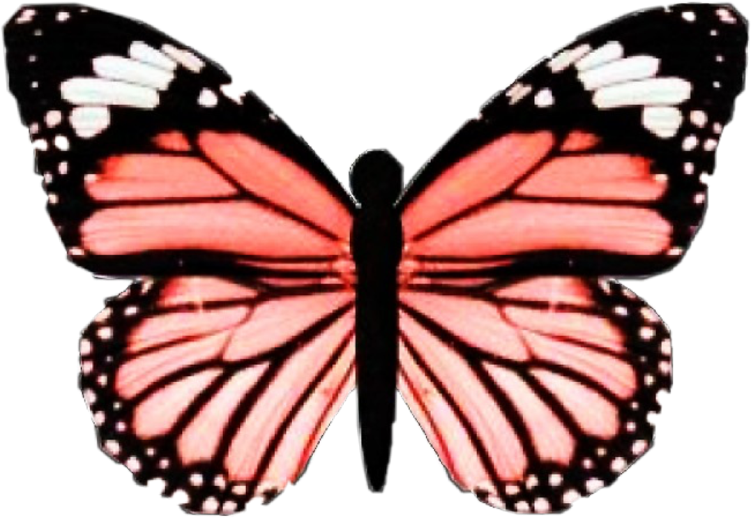 Vsco Butterfly Clipart (1077x744), Png Download