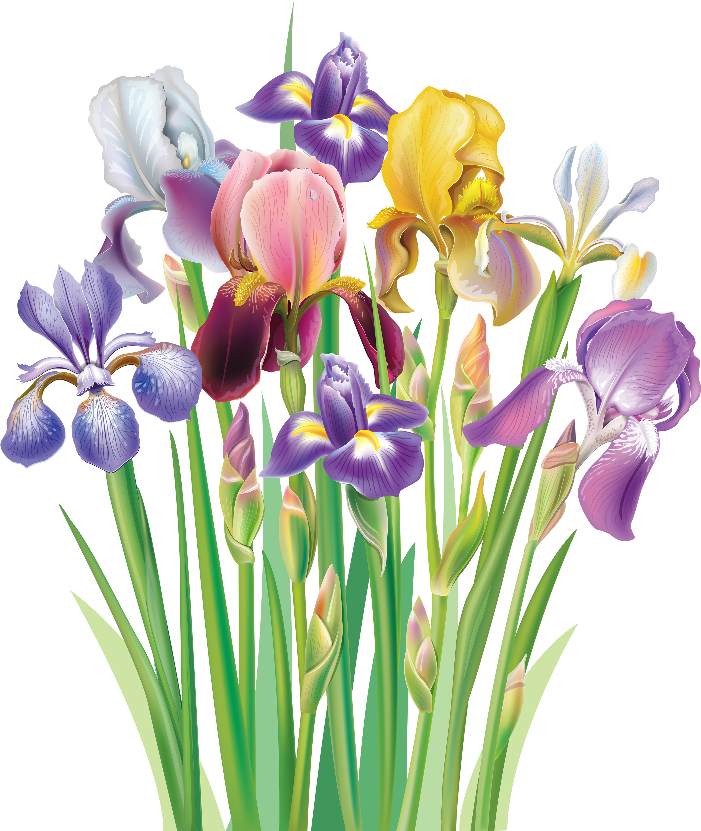 Irises Clipart - Png Download (2962x3500), Png Download