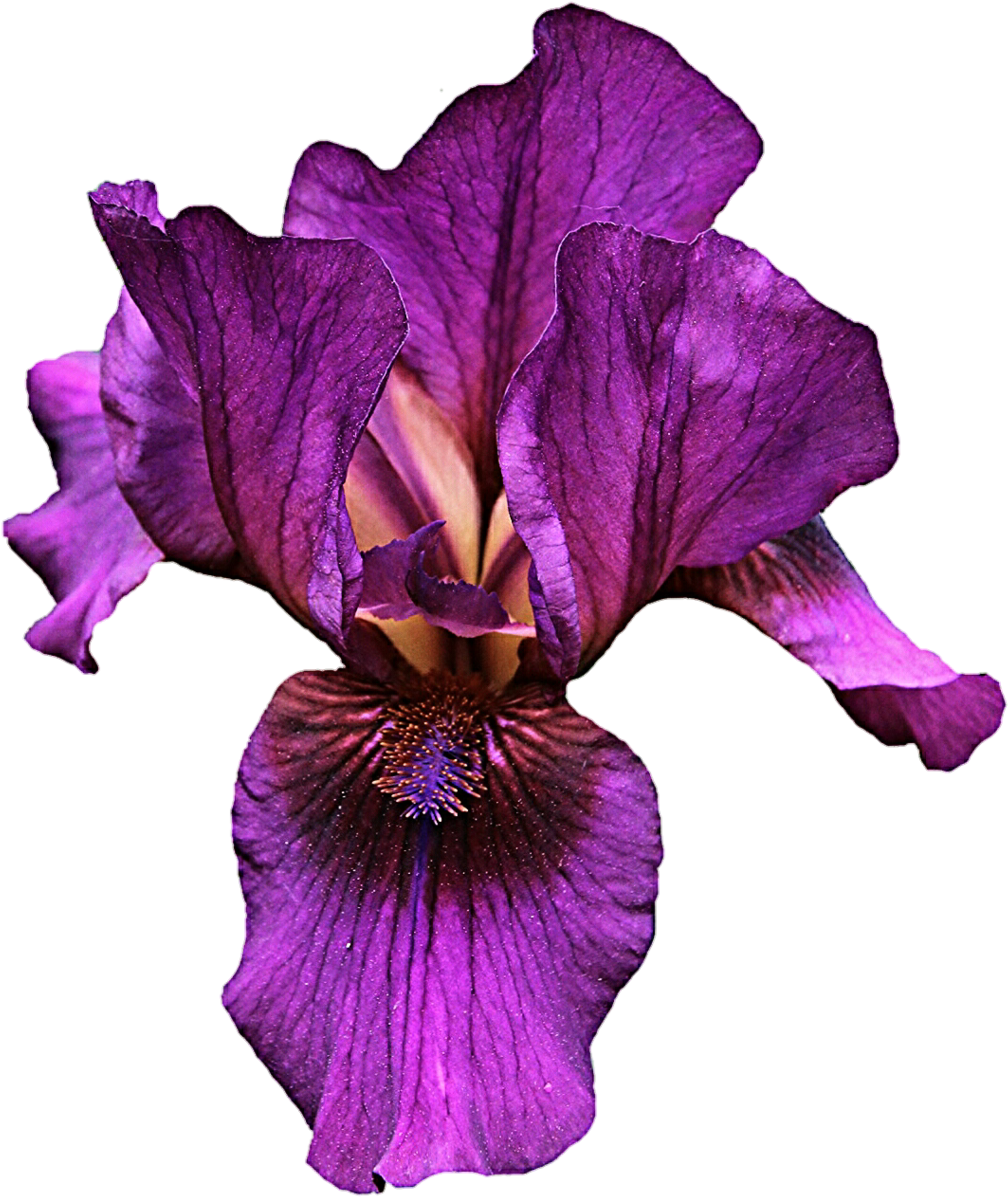 Clipart Of Iris Flower Picture Freeuse Iris Flower - Purple Iris Iris Flower Png Transparent Png (1024x1208), Png Download