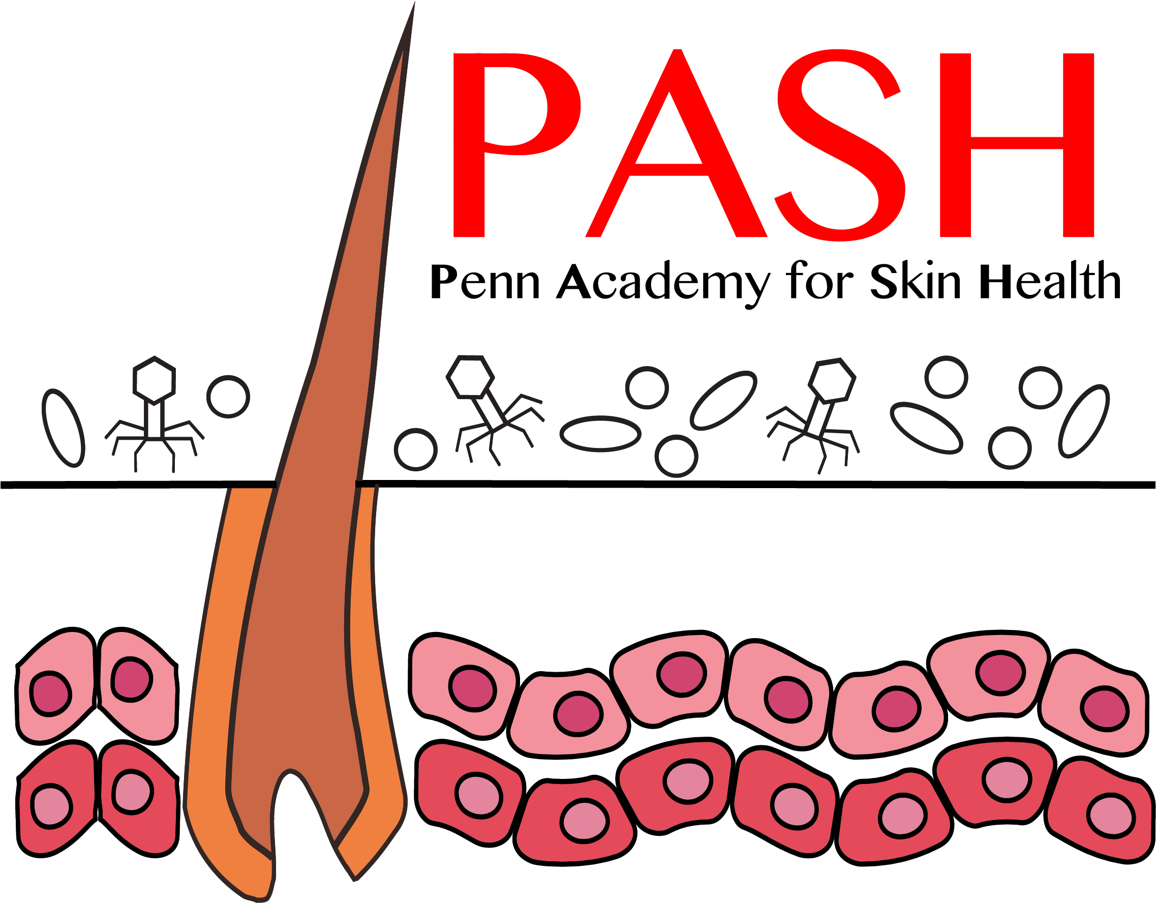 Penn Academy For Skin Health Clipart (2325x1800), Png Download