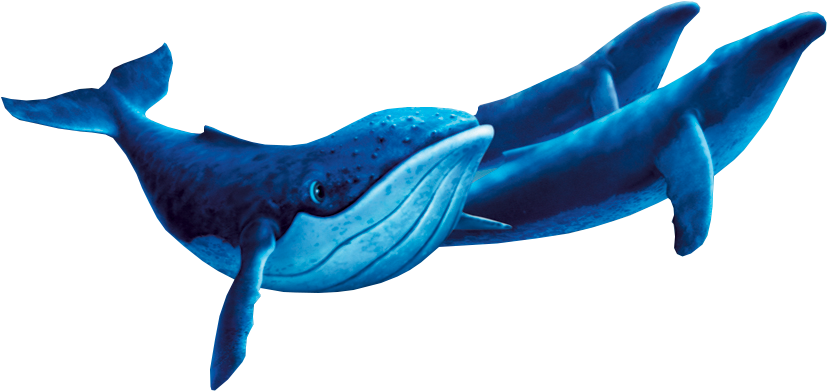 Fantasia 2000 Humpback Whale Clipart (846x411), Png Download
