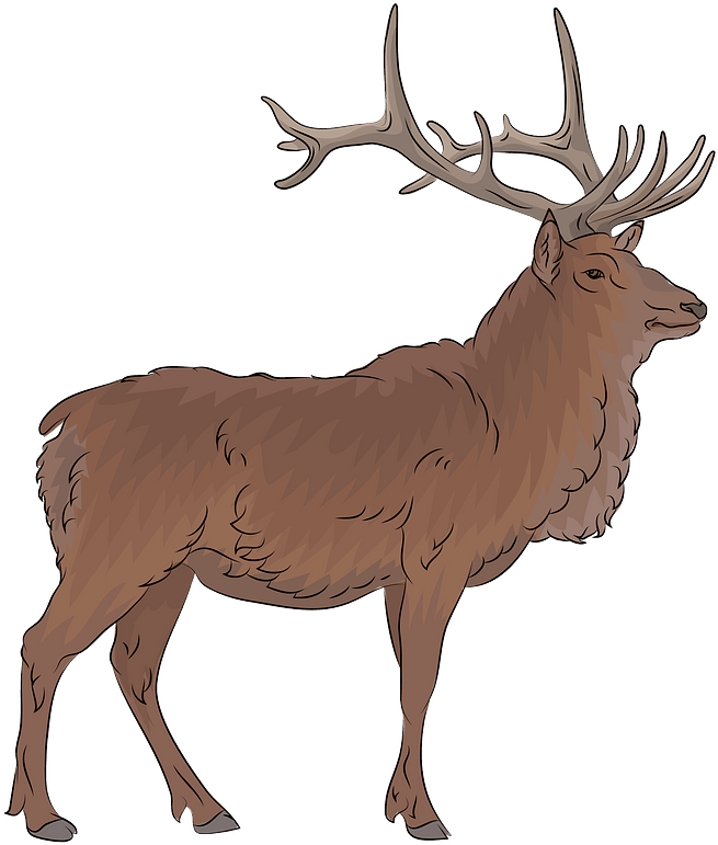 Elk Clipart - Elk Clipart Png Transparent Png (687x800), Png Download