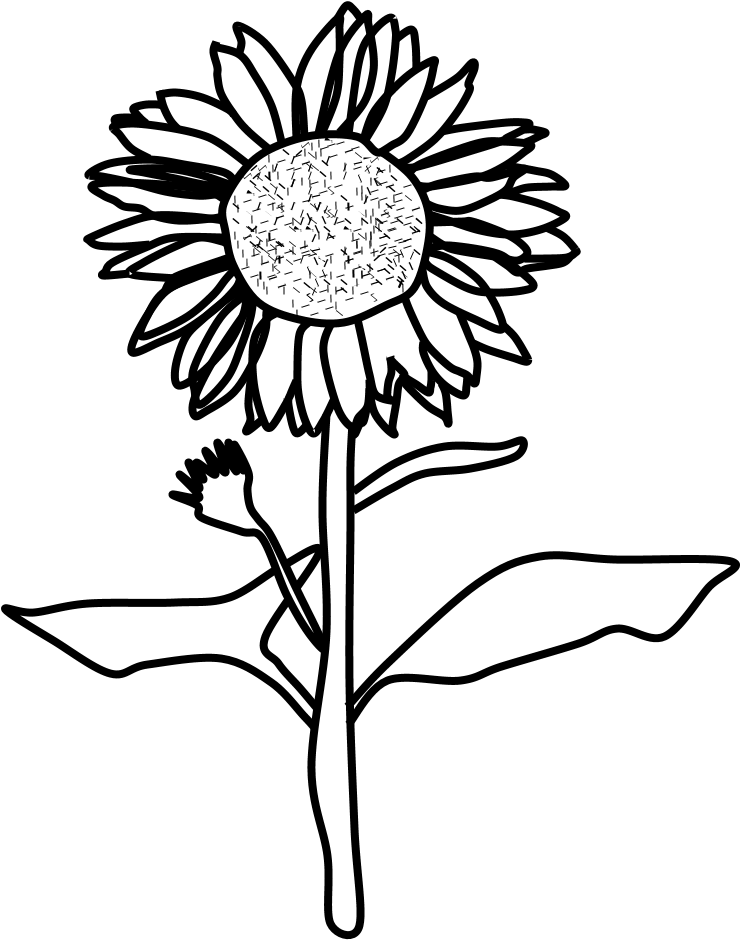 Sunflower Black And White Png Chamomile- - Sunflower Images Black And White Clipart (740x940), Png Download