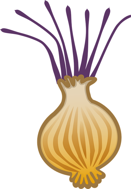 Free On Dumielauxepices Net - Onion Clipart (499x720), Png Download