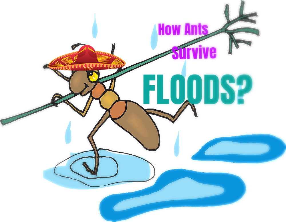 蚁 族 Clipart (1000x778), Png Download