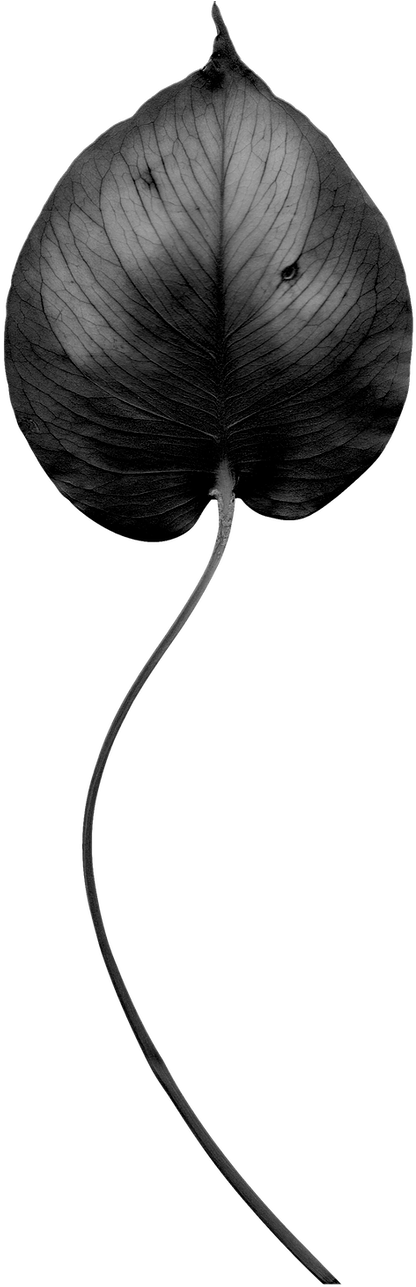 Clip Art - Png Download (560x1314), Png Download