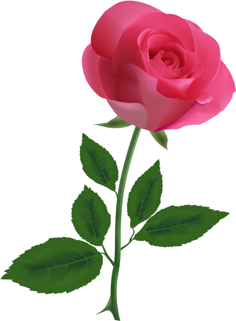 Download Pink Rose Clipart - Pink Rose Clipart Transparent Background