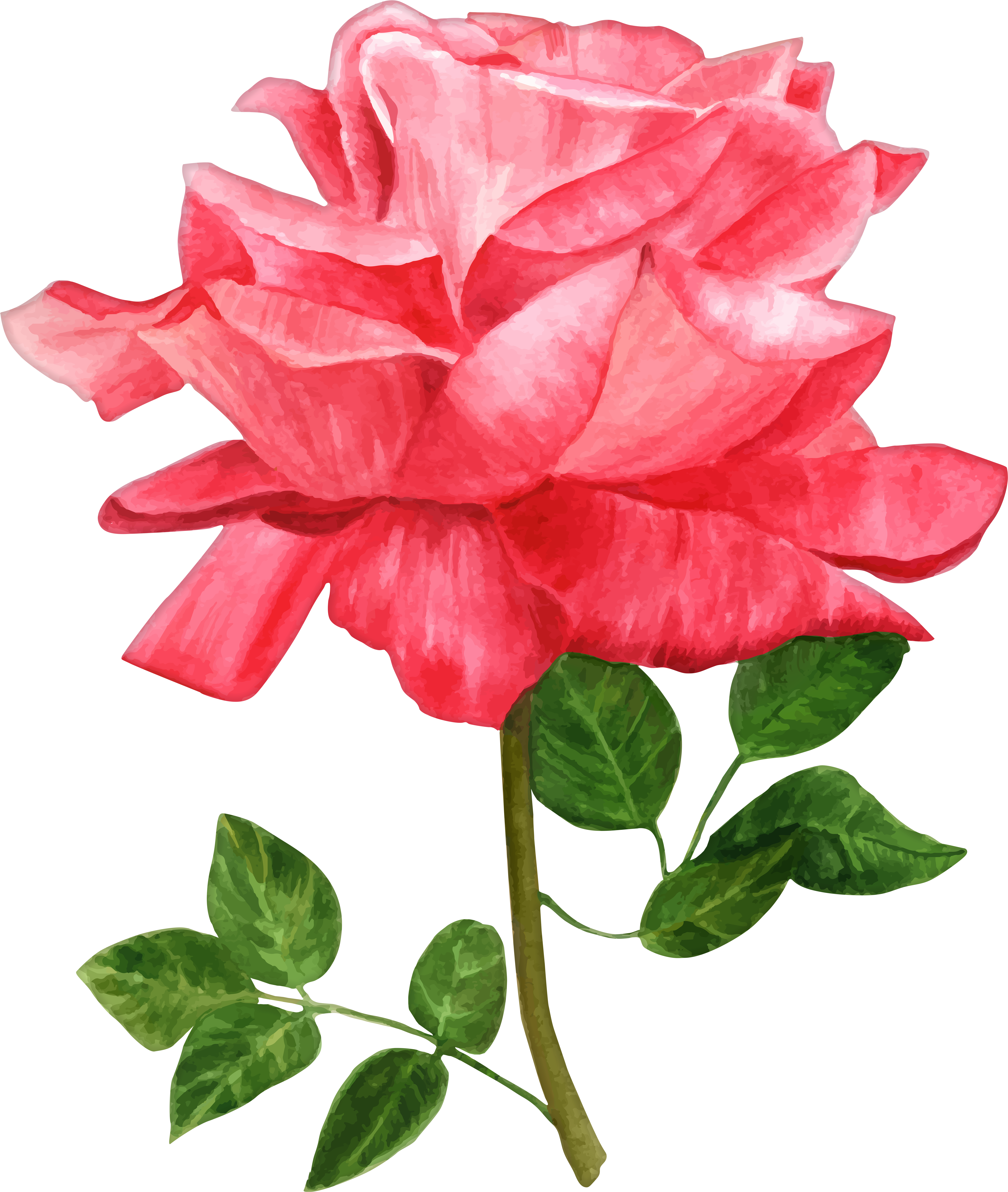 Rose Clipart Watercolor - Png Download (6767x8000), Png Download