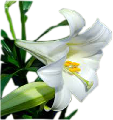 Lily Transparent Easter - Easter Lily Clipart (600x600), Png Download