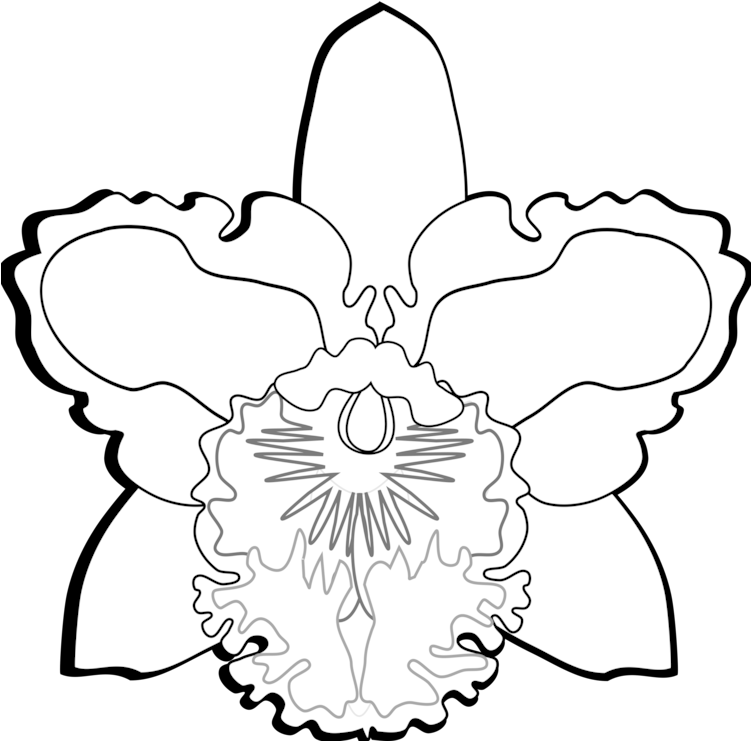 Symmetry,monochrome Photography,petal - Clip Art Orchid Black And White - Png Download (750x750), Png Download