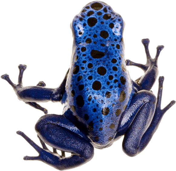 Poison Dart Frog Photo - Blue Banded Poison Dart Frog Clipart (582x565), Png Download