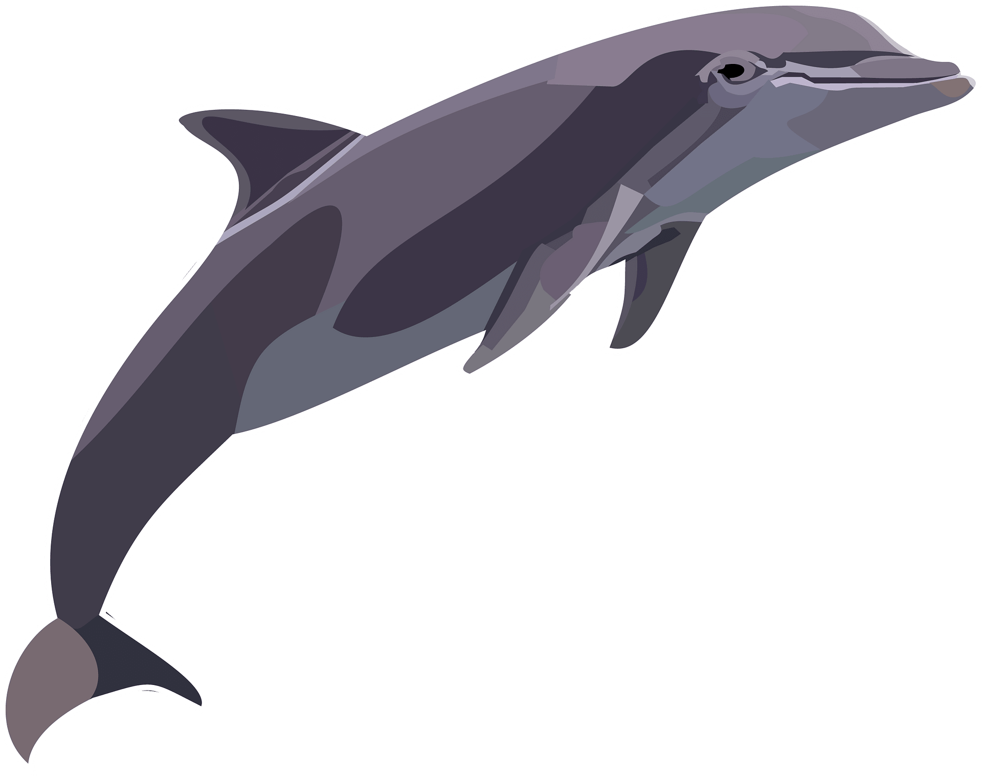 Wholphin Clipart (1920x1520), Png Download