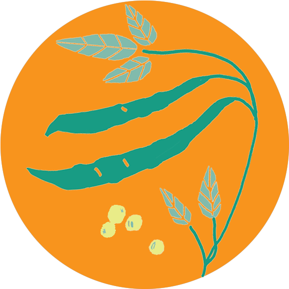 Pigeon-pea - Illustration Clipart (780x645), Png Download