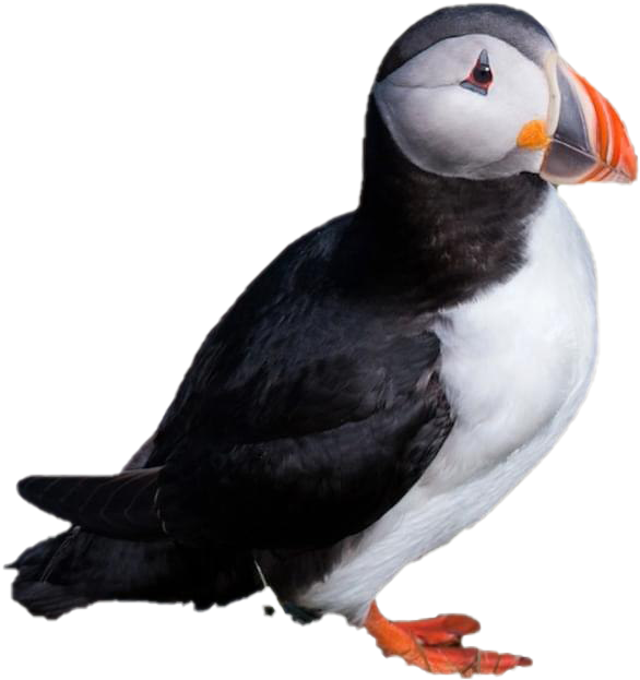 Single Puffin Png Clipart - Transparent Puffin Png (1200x635), Png Download