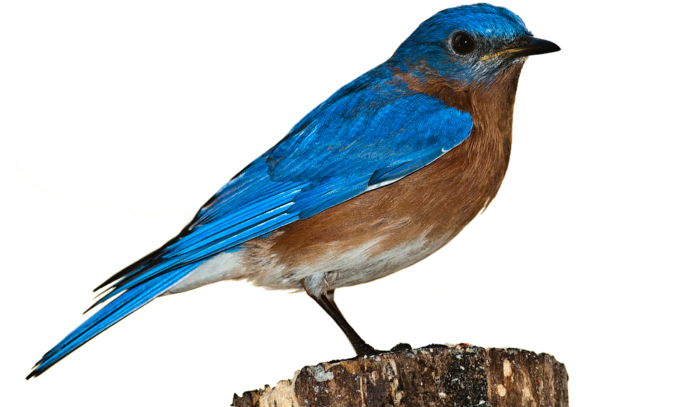 Bird Sparrow Clip Art - Eastern Bluebird Png Transparent Png (862x600), Png Download