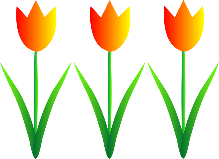 Tulip Clipart - Png Download (720x524), Png Download